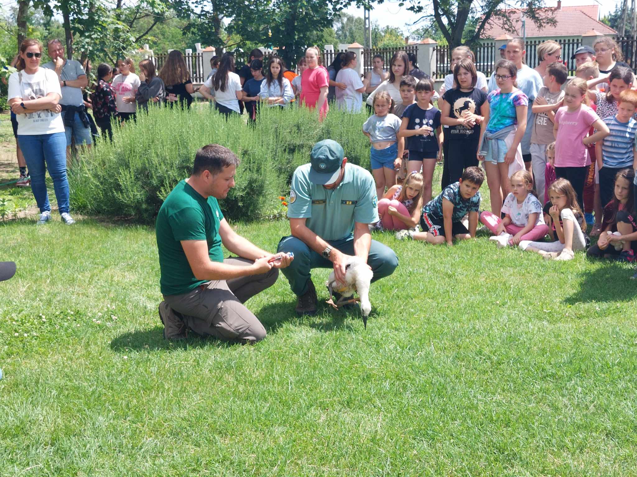gyűrűzés