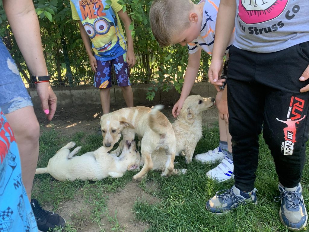 kutyusok